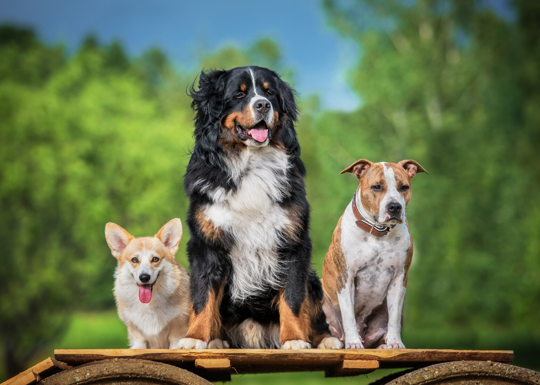 50 fascinating facts about dogs
